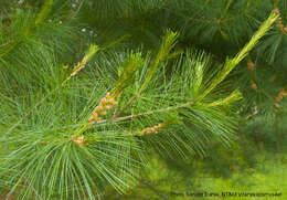 Image of eastern white pine