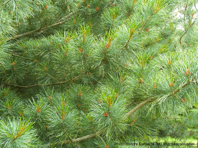 Imagem de Pinus koraiensis Siebold & Zucc.