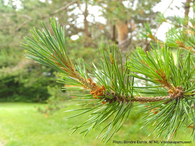 Image of Scotch Pine