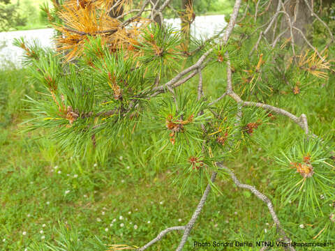 Image of Scotch Pine