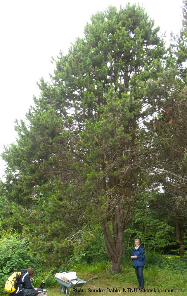 Image of lodgepole pine