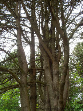 Image of lodgepole pine