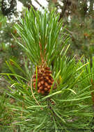 Pinus contorta Douglas ex Loudon resmi