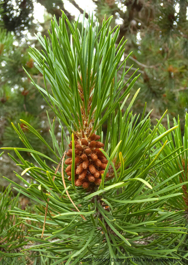 Pinus contorta Douglas ex Loudon resmi