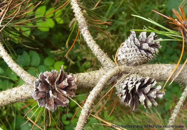 Pinus contorta Douglas ex Loudon resmi