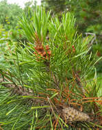 Image of lodgepole pine