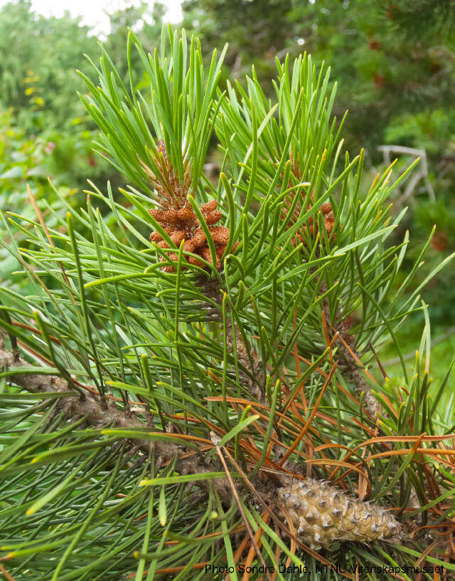 Pinus contorta Douglas ex Loudon resmi