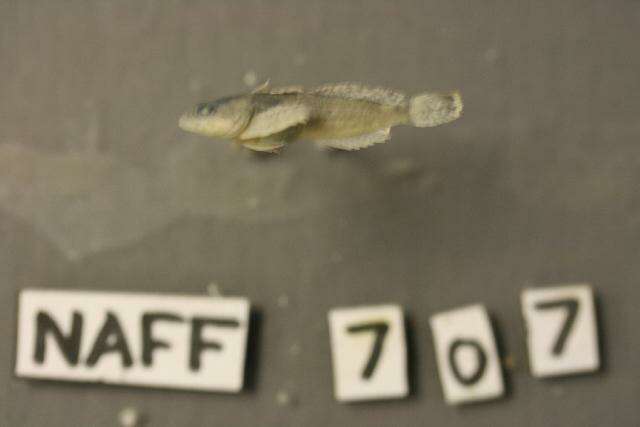 Imagem de Cottus caeruleomentum Kinziger, Raesly & Neely 2000