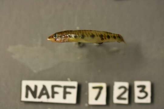 Image of Blotchside Logperch