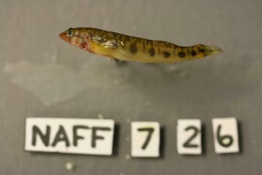 Image of Blotchside Logperch