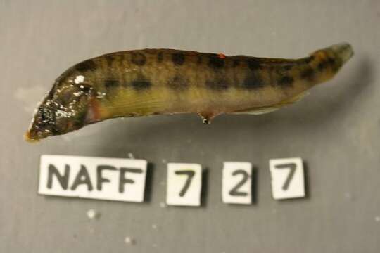 Image of Blotchside Logperch