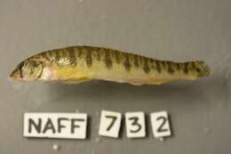 Image of Texas logperch