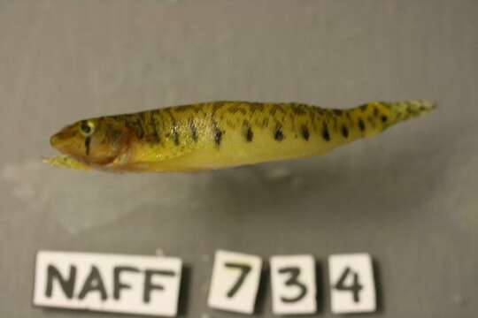 Image of Roanoke Logperch