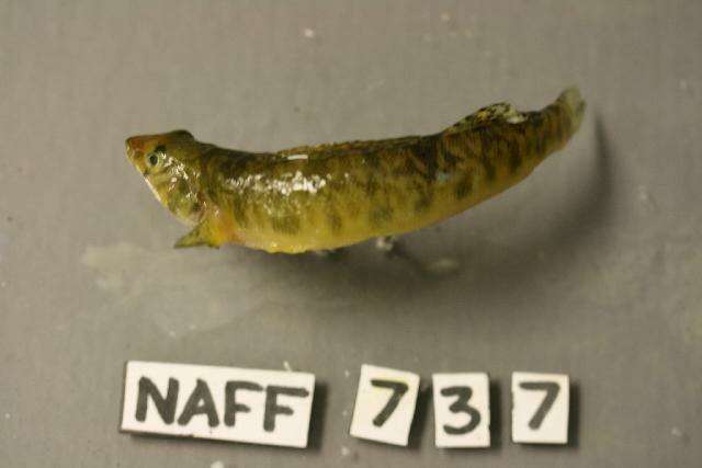 Image of Roanoke Logperch