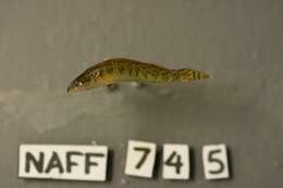 Image of Bronze darter