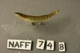 Image of Bronze darter