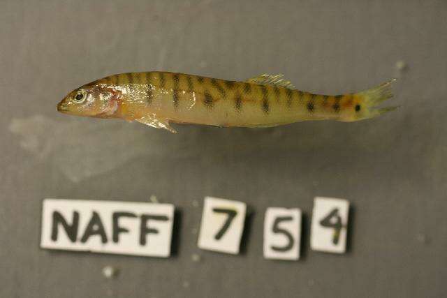 Image of Southern logperch