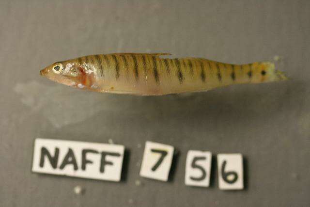 Image of Southern logperch
