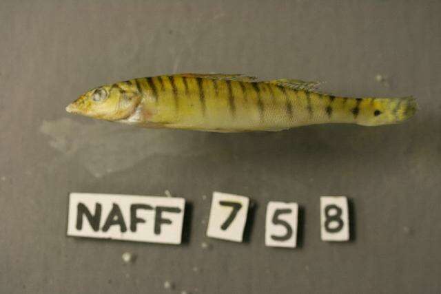 Image of Southern logperch