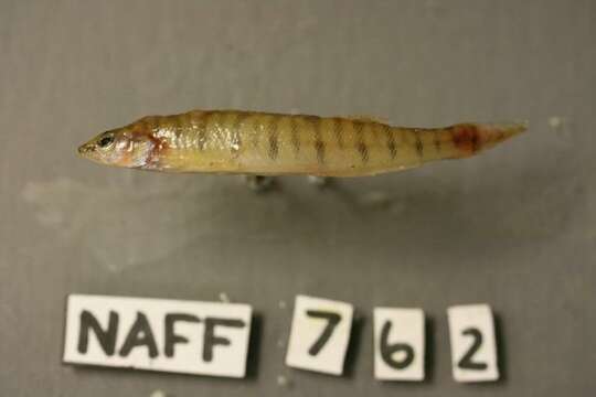 Image of Bigscale logperch