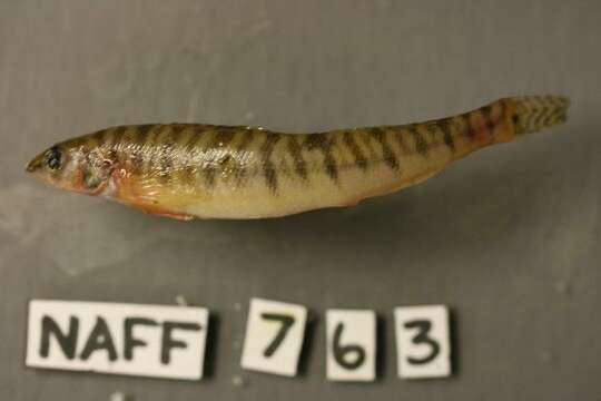 Image of Bigscale logperch