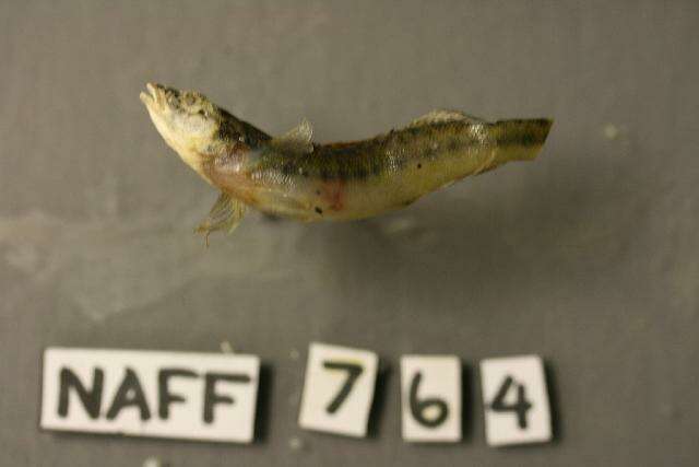 Image of Sharpnose darter