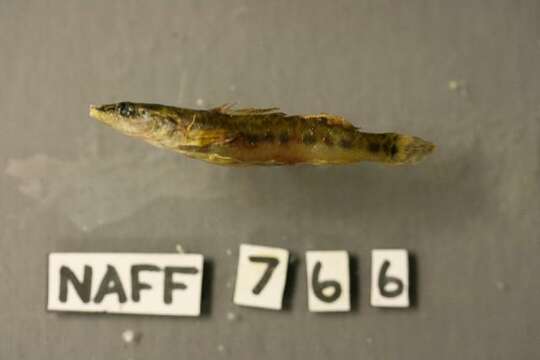 Image of Sharpnose darter