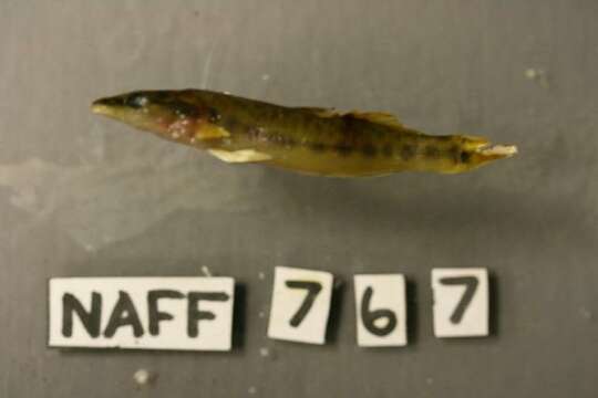 Image of Sharpnose darter