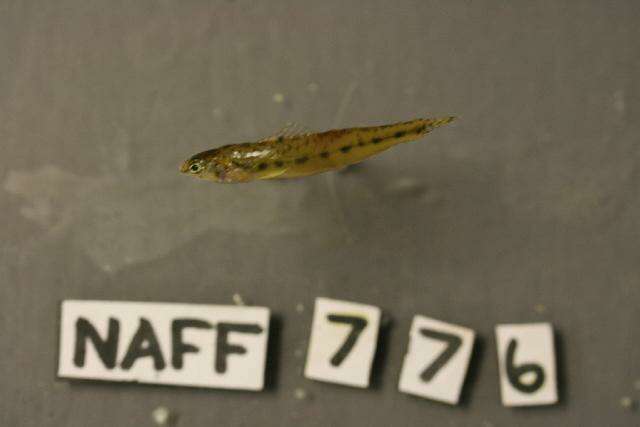 Image of Channel Darter