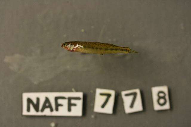 Image of Channel Darter