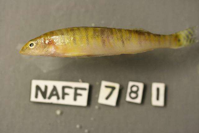 Image of Gulf logperch