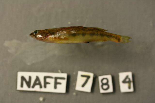 Image of Appalachia darter