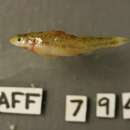 Image of Pearl darter