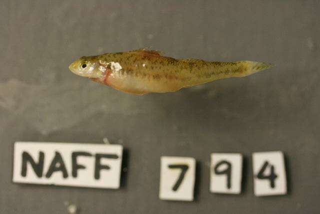 Image of Pearl darter