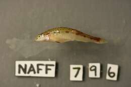 Image of Pearl darter