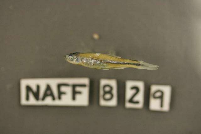 Image of Cherryfin Shiner