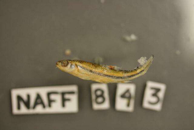 Image of Rainbow Shiner