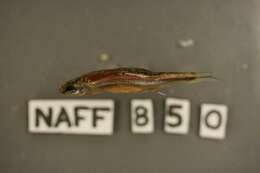 Sivun Notropis chrosomus (Jordan 1877) kuva