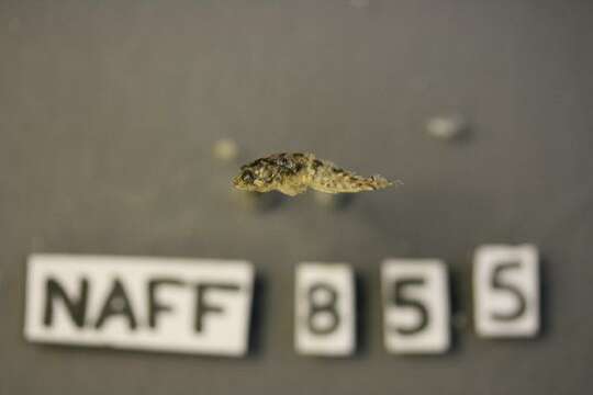 Image of Marbled Sculpin