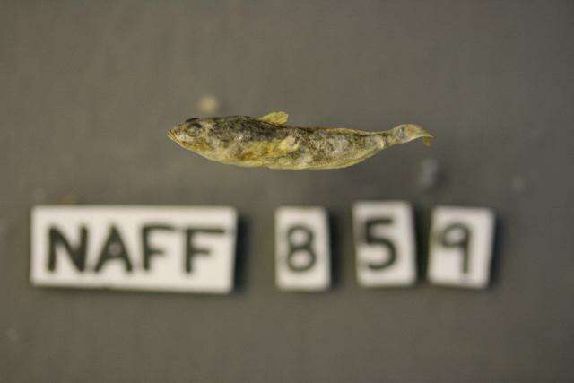 صورة Cottus aleuticus Gilbert 1896