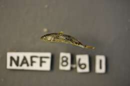 صورة Cottus aleuticus Gilbert 1896