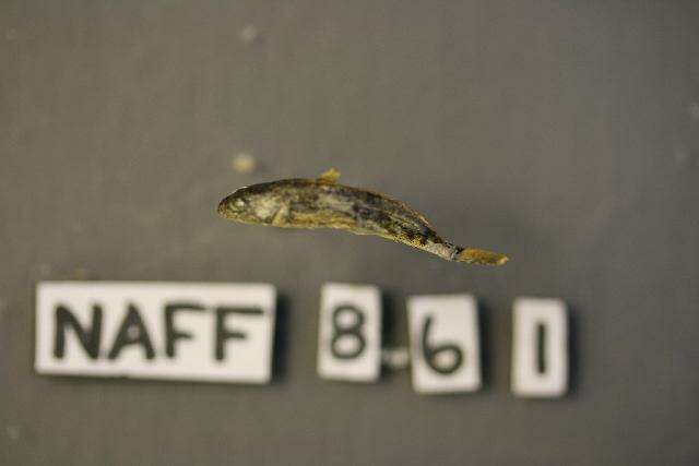 صورة Cottus aleuticus Gilbert 1896