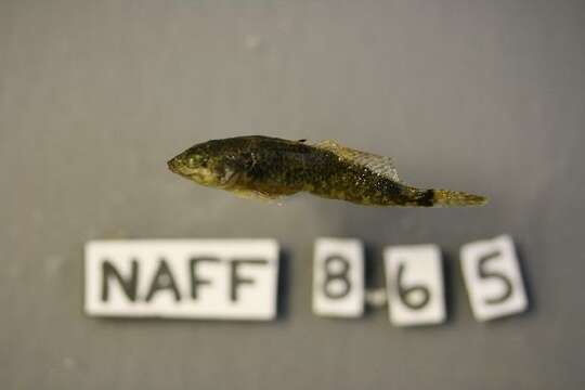 Image of Reticulate Sculpin