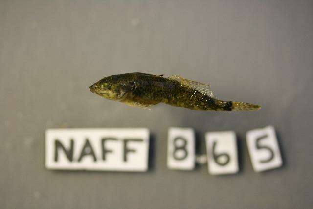 Image of Reticulate Sculpin