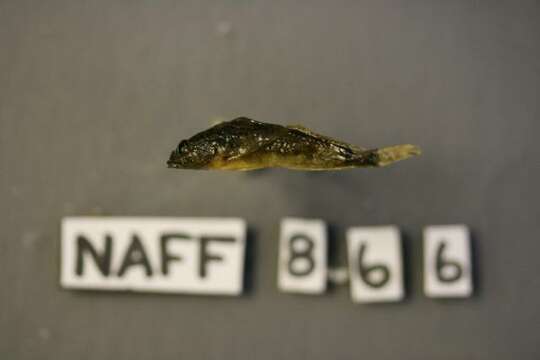 Image of Reticulate Sculpin