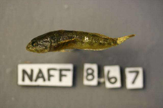 Image of Reticulate Sculpin