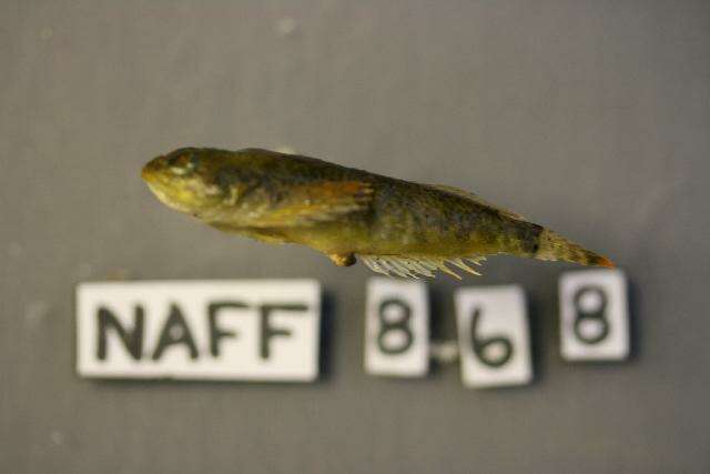 Image of Reticulate Sculpin