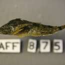 Image of Pit sculpin