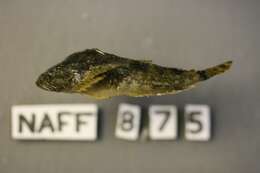 Image of Pit sculpin