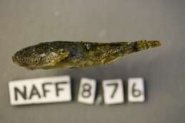 Image of Pit sculpin